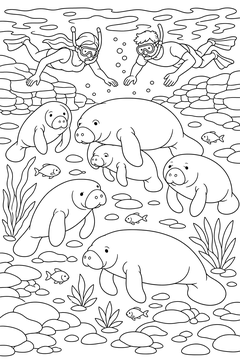 Manatees at a Warm Spring line art