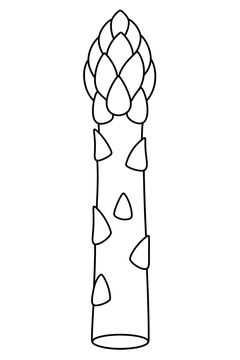 Asparagus Spear line art